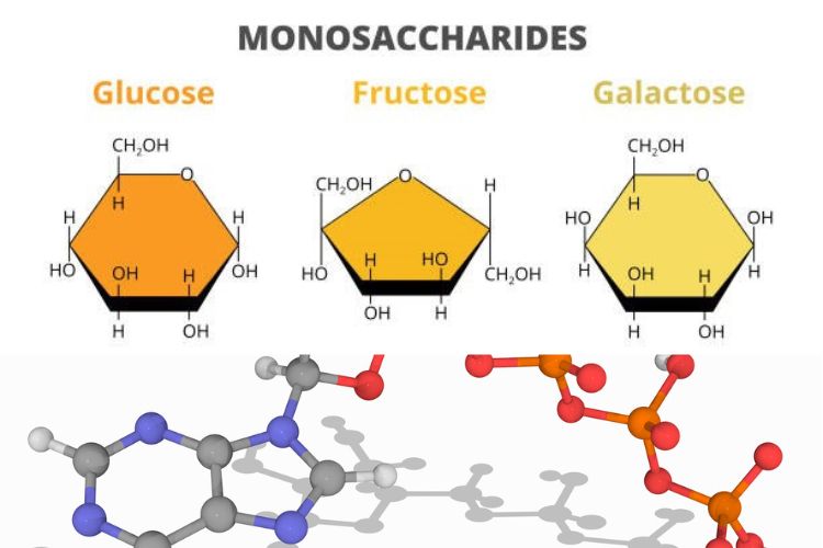 What Are Monomers
