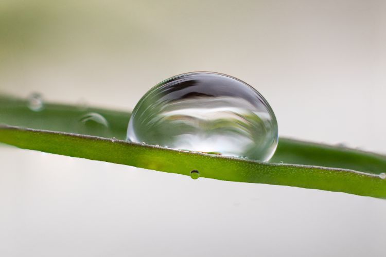 Water Absorption